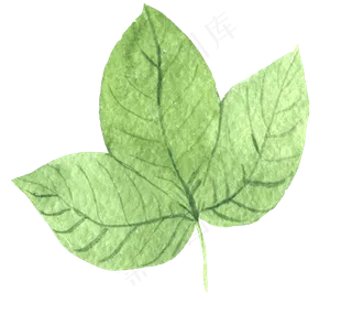 水彩插画-植物2