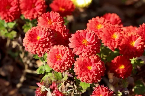 灿烂红色花朵图片 灿烂红色花朵图片