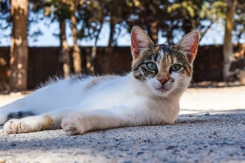 阳光下晒太阳的猫咪