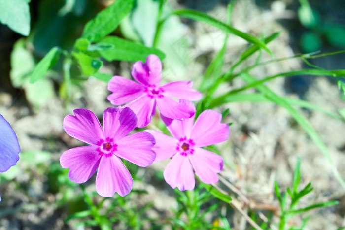 芝樱花图片