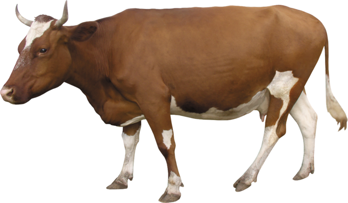 带角牛素材免扣