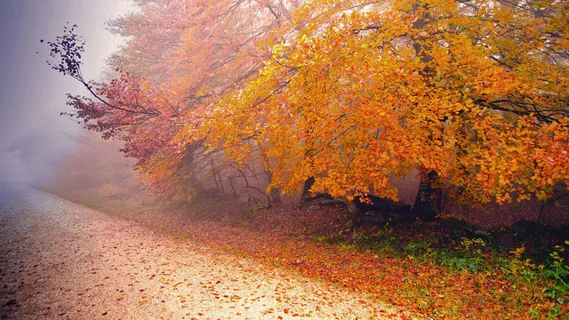 秋天秋日树落叶路高清背景 秋天秋日树落叶路高清背景