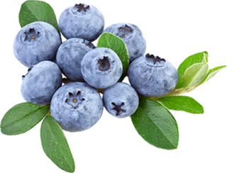 蓝莓1免抠图