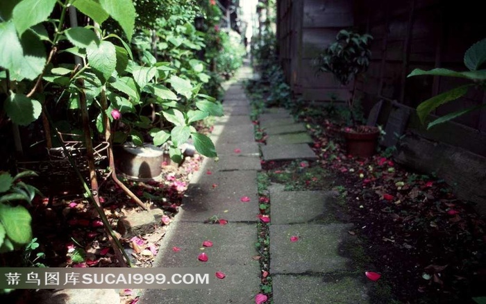 小路两边的花朵与植物
