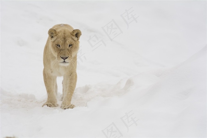 雪地上的母狮