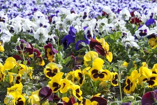 春天开放的花图片