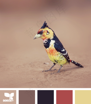 家禽鸟类配色色卡色彩搭配