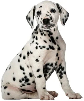 PNG达尔马提亚小狗免抠