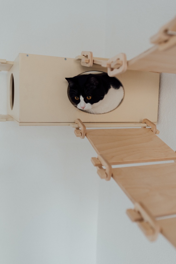 可爱猫咪猫猫摄影素材