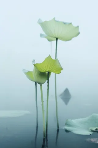 荷叶简约清新淡绿色背景