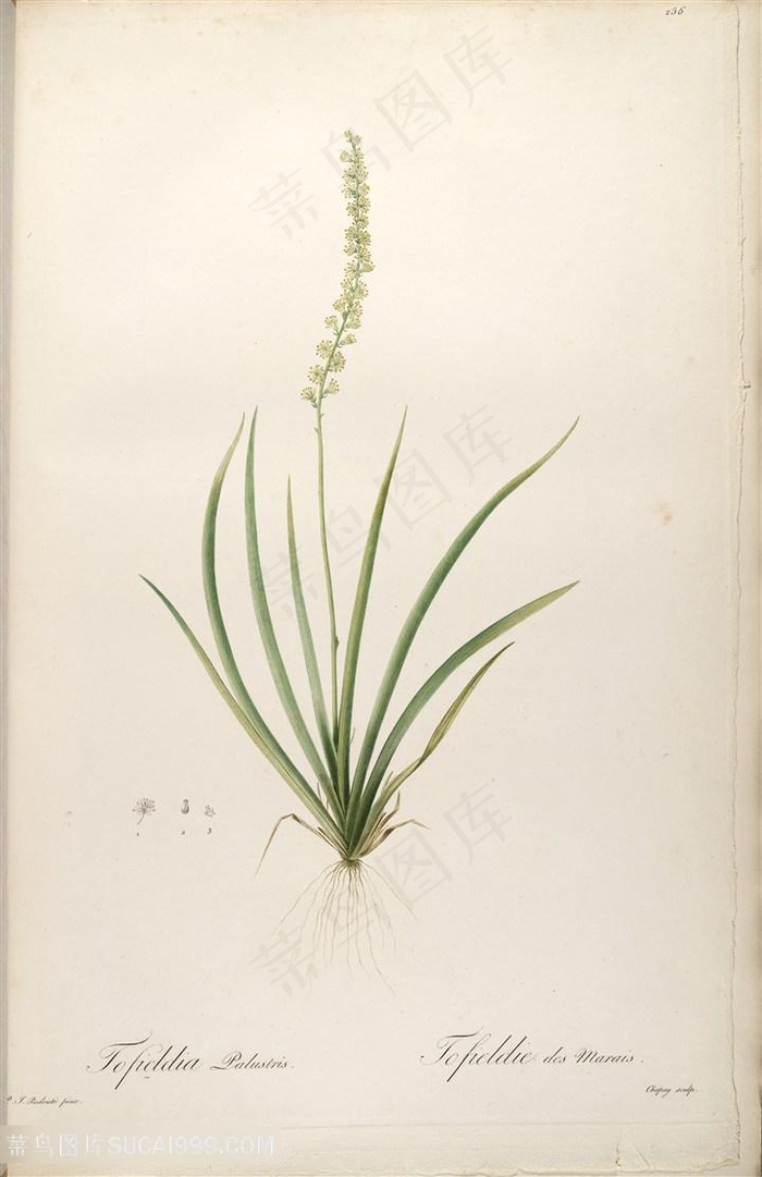 雷杜德原版高清绿色花卉植被花草图谱素材