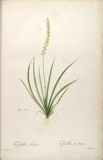 雷杜德原版高清绿色花卉植被花草图谱素材