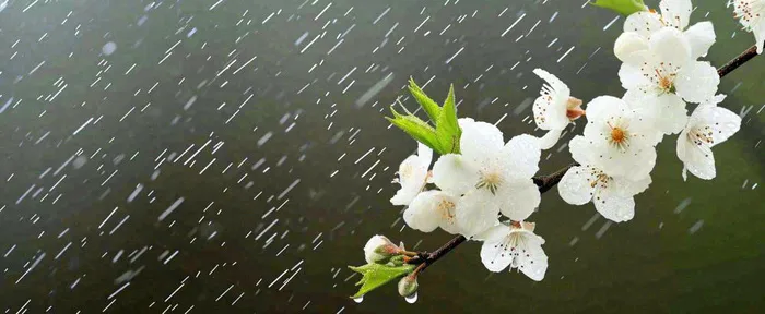 春天下雨花朵谷雨，惊蛰，雨水摄影图(1712x704)
