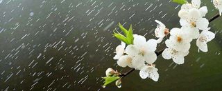 春天下雨花朵谷雨，惊蛰，雨水摄影图