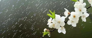 春天下雨花朵谷雨，惊蛰，雨水摄影图