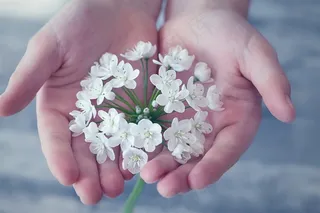 手中的鲜花素材图片手势图片