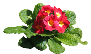 高清树木素材 免抠PSD植物素材 美术绘画园林贴图 树草灌木花草