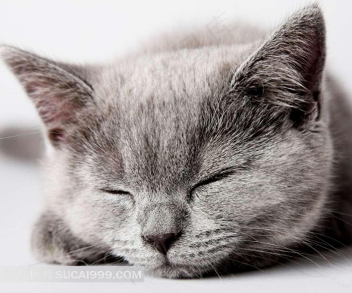 趴着睡着的猫咪特写图片