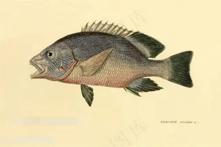 复古鱼彩绘插画素材