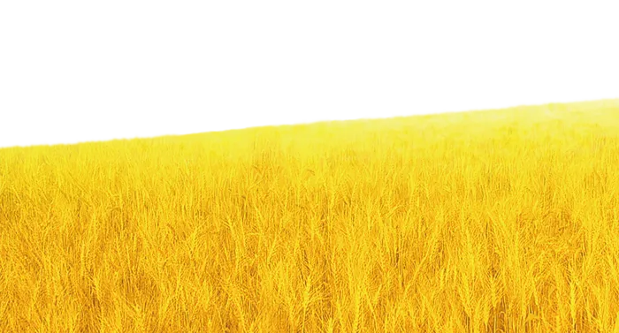 黄金麦子现代农业