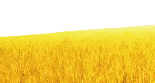 黄金麦子现代农业