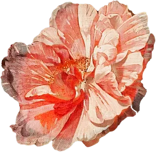 复古油画质感宫廷花卉植物花朵鲜花拼贴图案PNG免抠图片设计素材