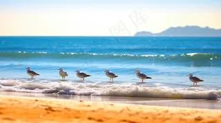 海边沙滩的海鸥摄影图