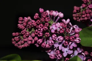 夏天丁香花图片