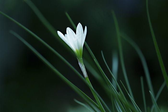 淡雅的白色百合花鲜花图片