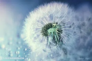 唯美蒲公英鲜花图片