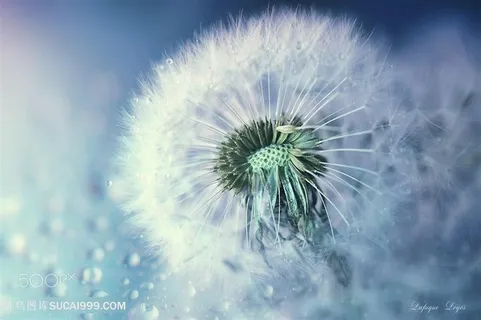 唯美蒲公英鲜花图片 唯美蒲公英鲜花图片