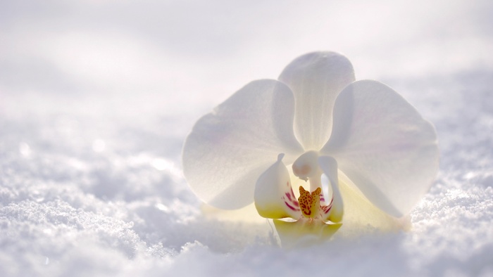 高清雪地里的小白花