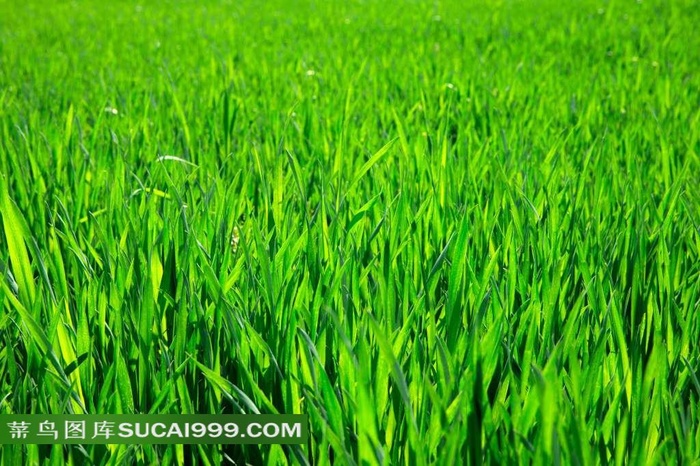 绿色小草图片