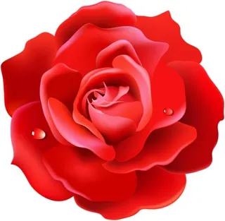 玫瑰 PNG免抠