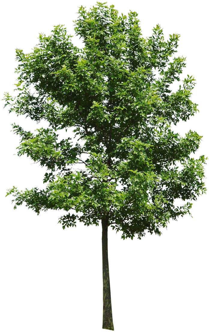 高清树木素材 免抠PSD植物素材 美术绘画园林贴图 树草灌木花草