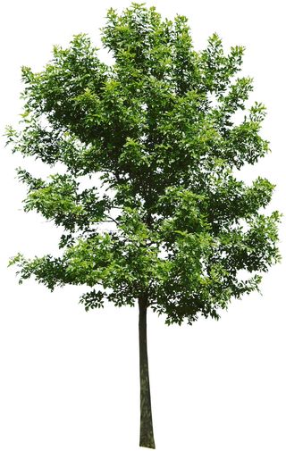 高清树木素材 免抠PSD植物素材 美术绘画园林贴图 树草灌木花草