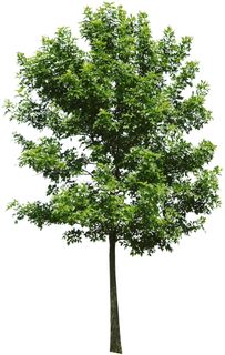 高清树木素材 免抠PSD植物素材 美术绘画园林贴图 树草灌木花草 高清树木素材 免抠PSD植物素材 美术绘画园林贴图 树草灌木花草