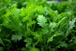 菜园里的蔬菜青菜摄影图