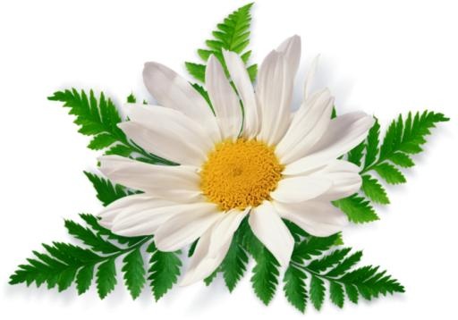 洋甘菊PNG图像，免费花卉图片免抠(700x490)