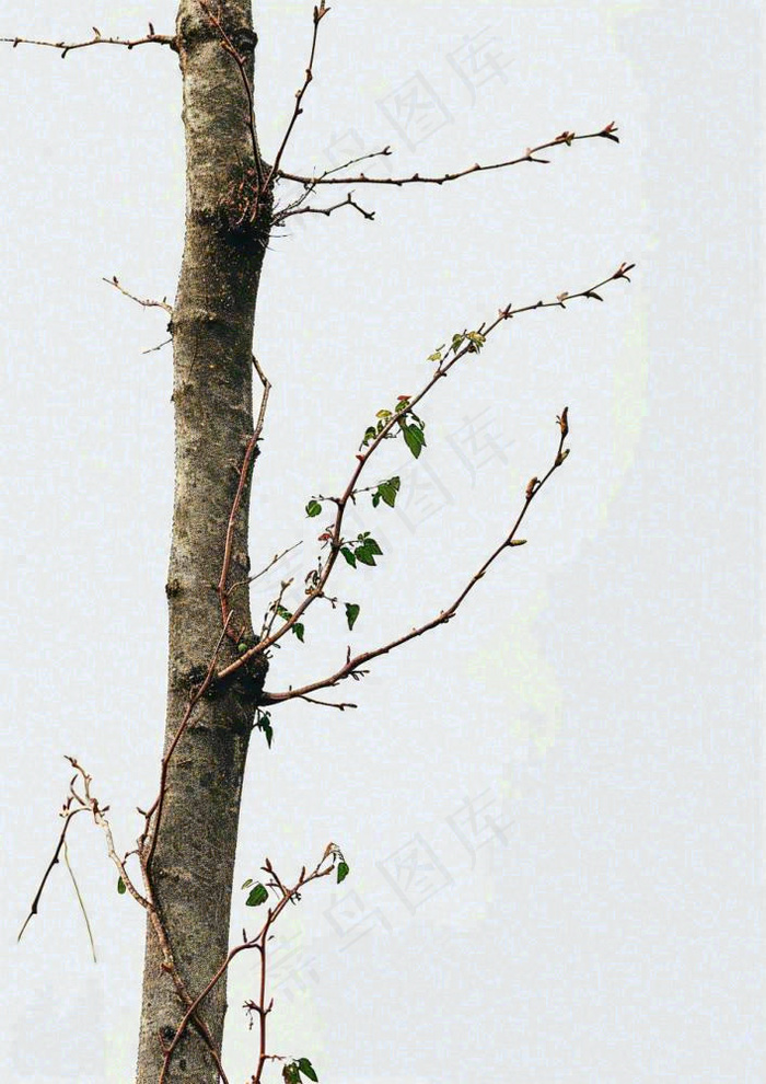 简约白底户外枝叶树枝，极简中国风，立冬摄影图