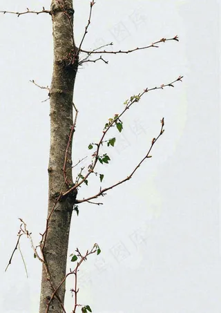 简约白底户外枝叶树枝，极简中国风，立冬摄影图