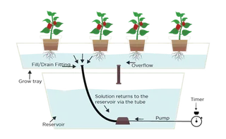 水培种植现代农业