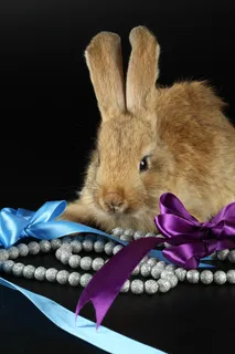 小灰兔丝带高清图片 小灰兔丝带高清图片