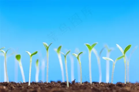 破土而出的新芽
