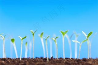 破土而出的新芽