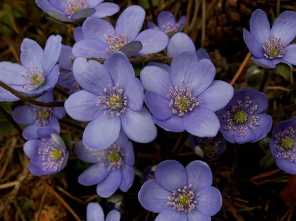 盛开植物花朵图片 盛开植物花朵图片
