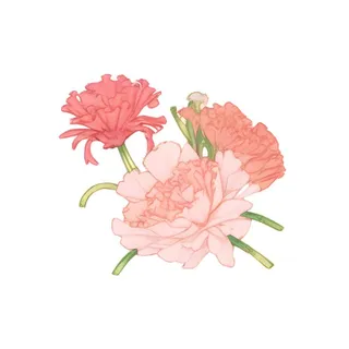 母亲节康乃馨花免抠