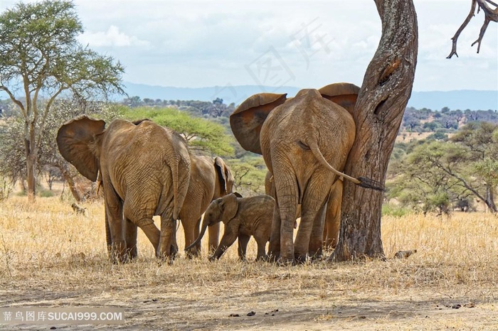 高清野外大象一家图片