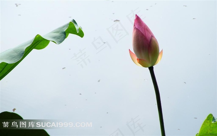 清新小荷花图
