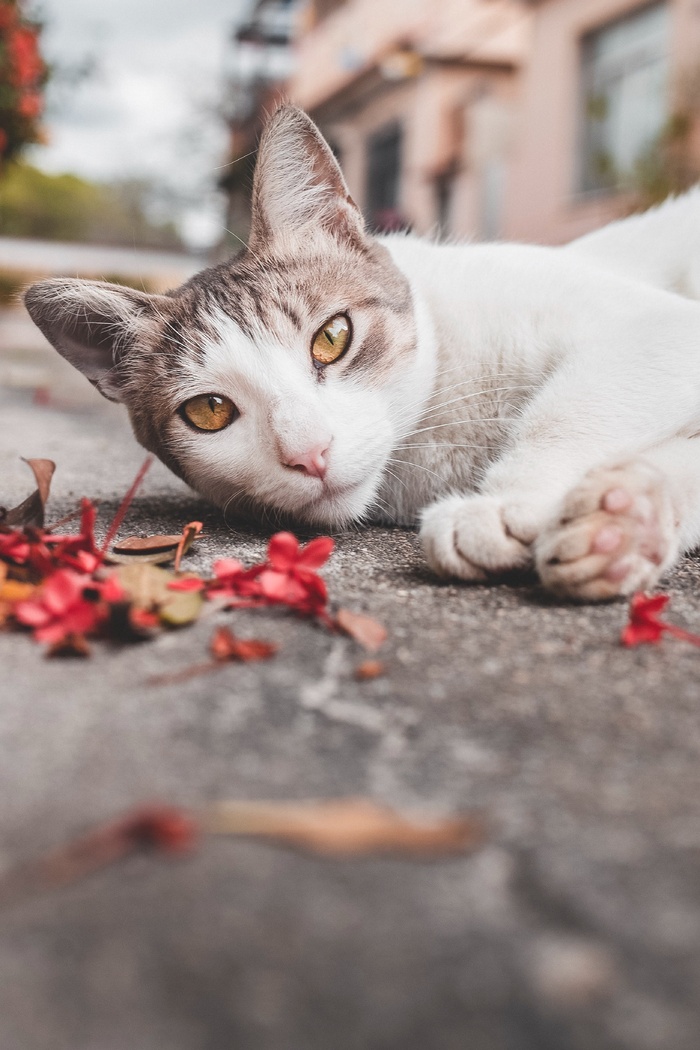 可爱猫咪猫猫摄影素材